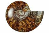 Polished Cretaceous Ammonite (Cleoniceras) Fossil - Madagascar #305958-1